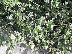 Kallstroemia maxima