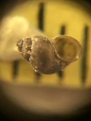 Pyrgulopsis