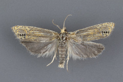Eucosma verna