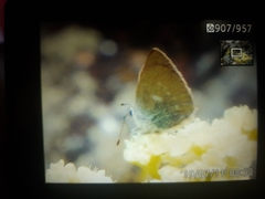 Satyrium semiluna