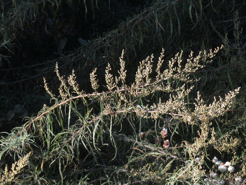 Image of Artemisia palmeri by no rights reserved