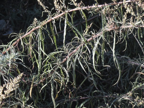 Image of Artemisia palmeri by no rights reserved