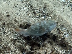 Sparisoma chrysopterum