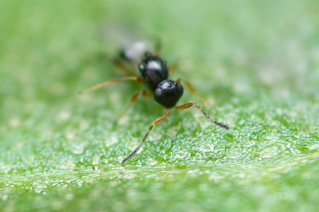 Leptacis vlugi