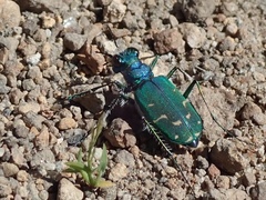 Cicindela tranquebarica sierra