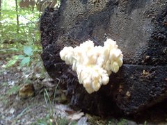 Hericium americanum