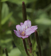Epilobium hallianum