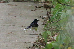 Enicurus leschenaulti