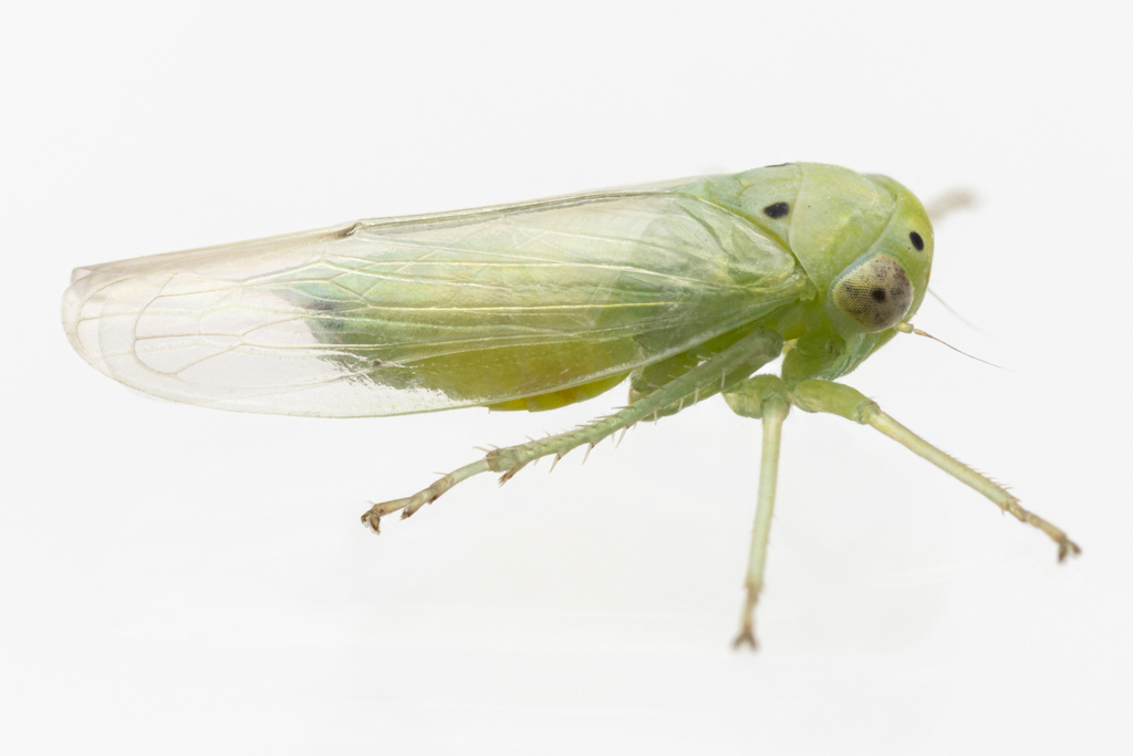 Idiocerus snowi