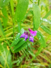 Lathyrus palustris pilosus