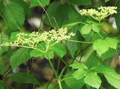Causonis japonica