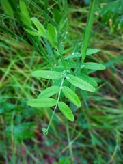 Lathyrus palustris pilosus