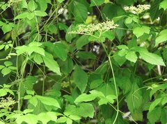 Causonis japonica