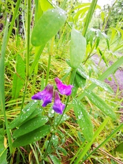 Lathyrus palustris pilosus