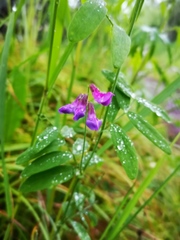 Lathyrus palustris pilosus