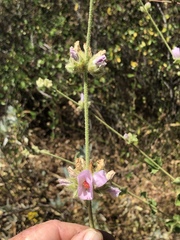 Malacothamnus densiflorus