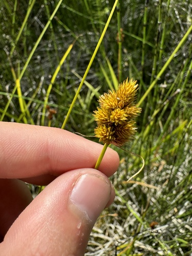 Carex bebbii iNat (2)