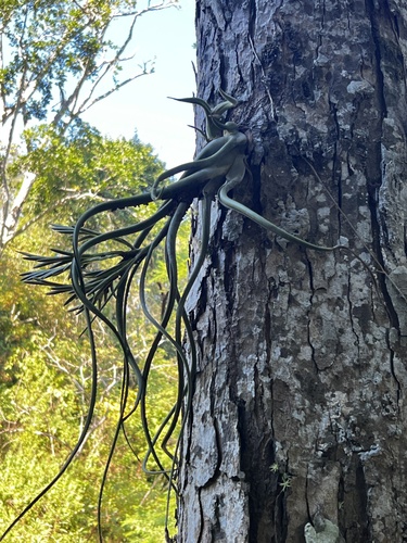 Image of Tillandsia caput by (c) Aiva Noringseth, some rights reserved (CC BY)
