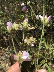 Malacothamnus densiflorus