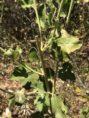 Malacothamnus densiflorus
