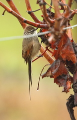 Leptasthenura aegithaloides