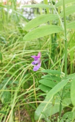 Lathyrus palustris pilosus