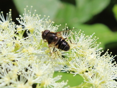 Eristalis obscura