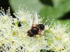 Eristalis obscura