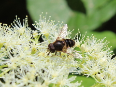 Eristalis obscura