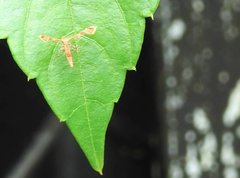 Nippoptilia cinctipedalis