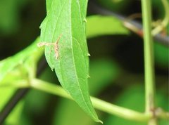 Nippoptilia cinctipedalis