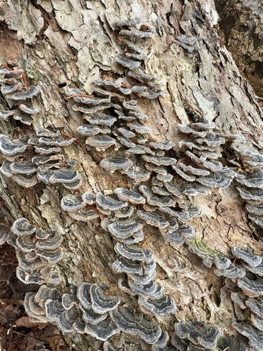 Trametes versicolor