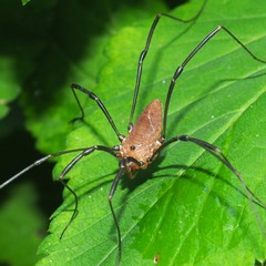 Leiobunum calcar