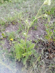 Kitagawia baicalensis