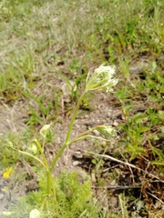 Kitagawia baicalensis