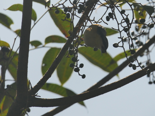 White-tailed Nuthatch (Sitta himalayensis), photo 9