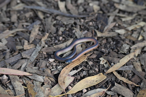 Black-naped Hooded Snake sighting
