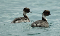 Podiceps occipitalis juninensis