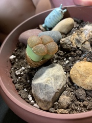 Lithops