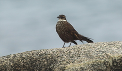 Cinclodes nigrofumosus