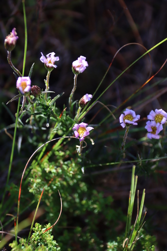 Image of Zyrphelis taxifolia by (c) Tony Rebelo, some rights reserved (CC BY-SA)