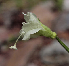 Epilobium luteum