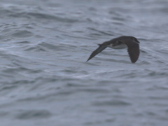 Pelecanoides garnotii