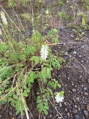 Sanguisorba stipulata