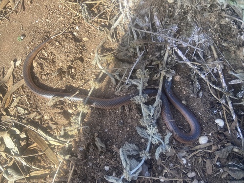 Black-naped Hooded Snake sighting