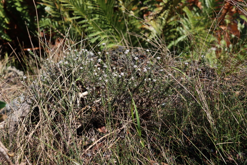 Image of Metalasia divergens by (c) Tony Rebelo, some rights reserved (CC BY-SA)