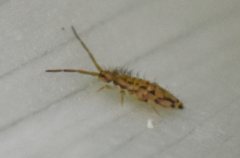 Entomobrya intermedia