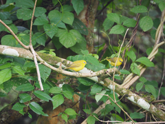 Zosterops senegalensis