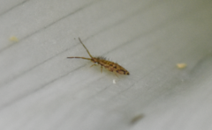 Entomobrya intermedia