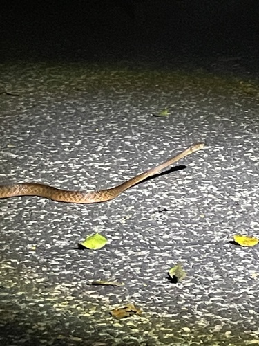 Brown Tree Snake sighting